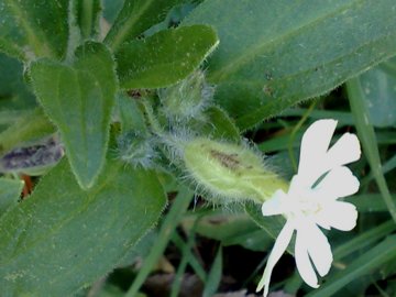 Silene latifolia sui Colli Albani